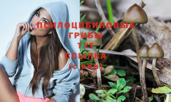 индика Новозыбков